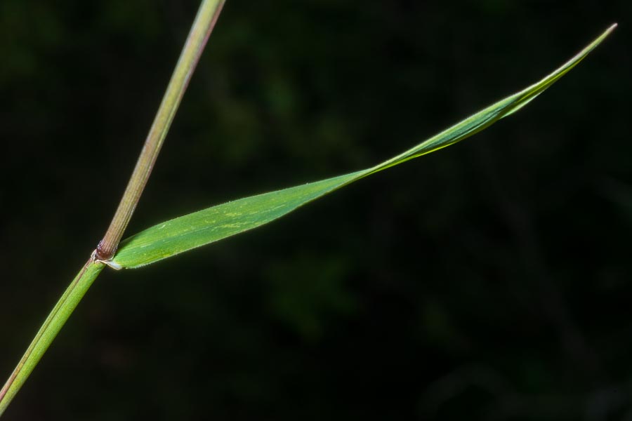 Poacea 2 su ofiolite